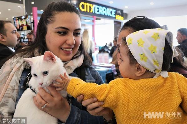 猫咪收集最新，探索猫咪文化的魅力与流行趋势