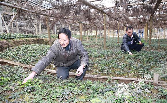 黄莲最新价格分析