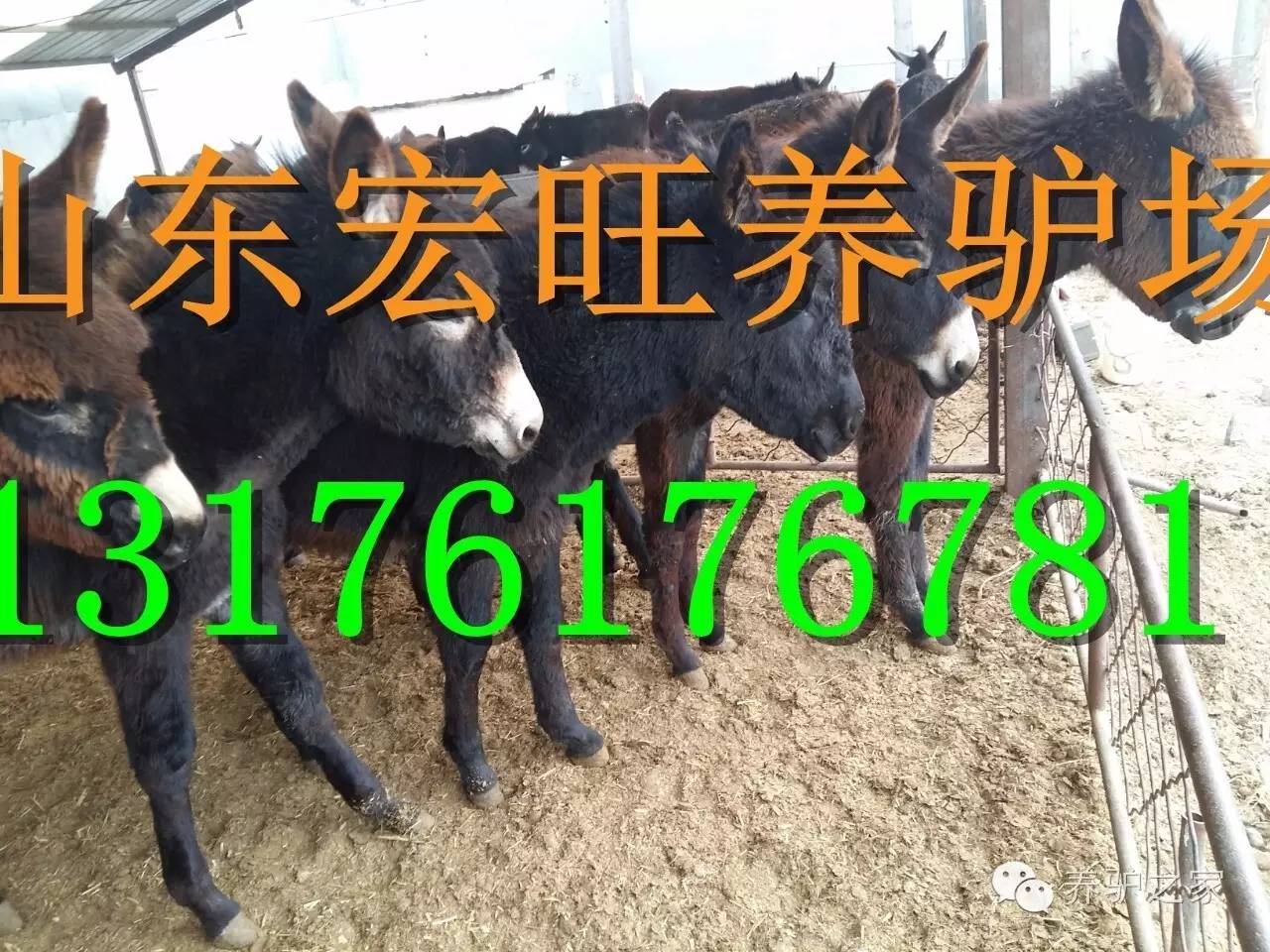 最新肉驴价格市场分析