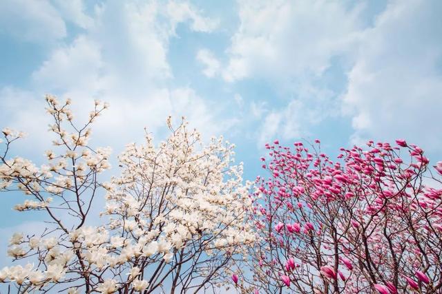 春暖花开，与你相伴，最新地址等你来